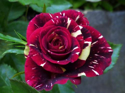 Самые красивые Чайно-гибридные розы на планете. История появления культуры