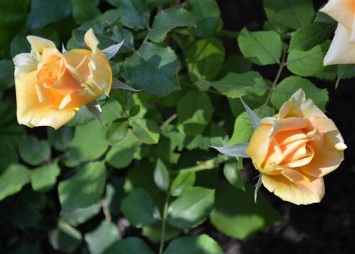 Лучшие сорта чайно-гибридных роз. Чайно-гибридные розы — 45 сортов с названиями и фото