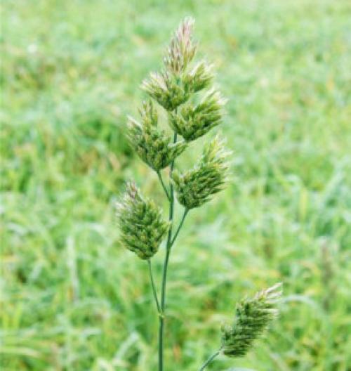 Ежа сборная семена. Ежа сборная