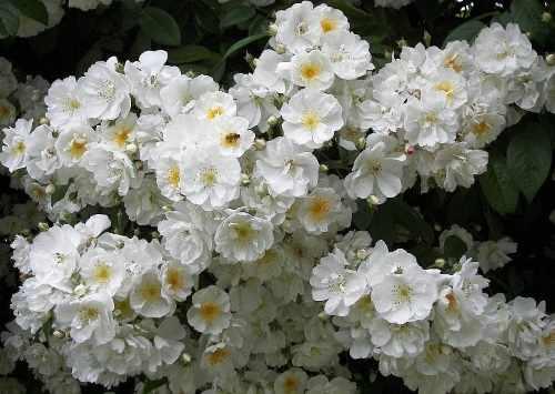 Самые устойчивые сорта роз. Плетистые