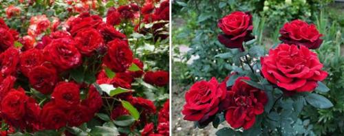 Топ 10 чайно-гибридных роз. 35 сортов чайно-гибридных роз