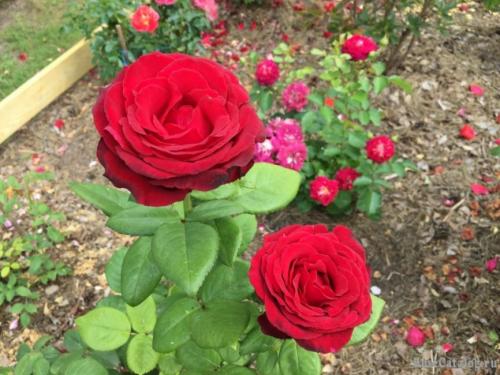 Самые красивые Чайно-гибридные розы на планете. История появления культуры