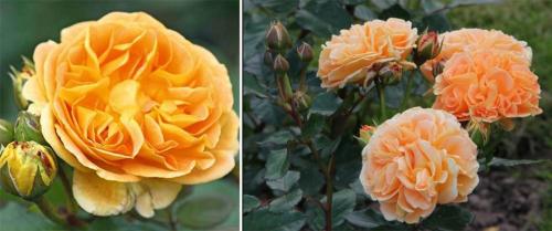 Топ 10 чайно-гибридных роз. 35 сортов чайно-гибридных роз