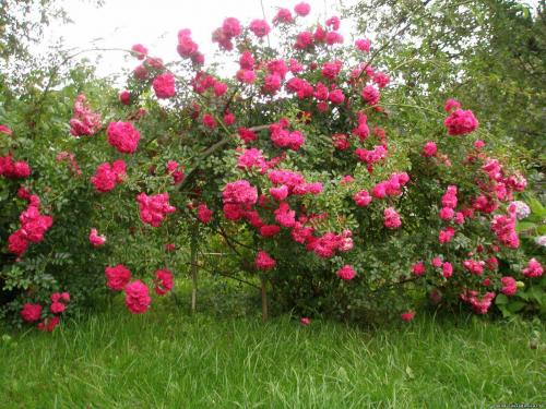 Самые устойчивые сорта роз. Плетистые