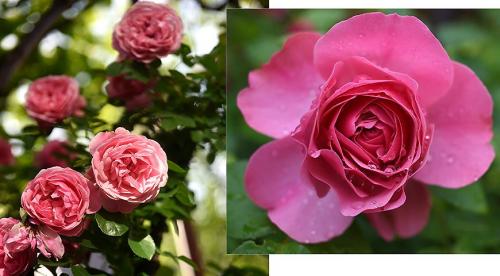 ТОП-10 лучших сортов роз. Описание сортов роз 12