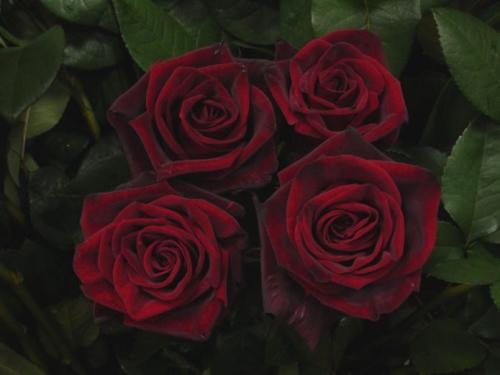 Лучшие сорта роз 2020. Описание и особенности сорта Чёрная Магия (Black Magic)