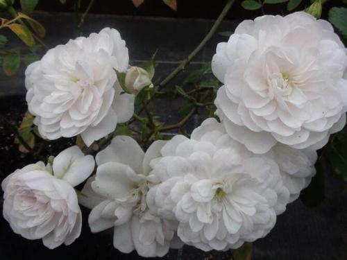 Самые выносливые сорта роз. Какие сорта роз самые неприхотливые и зимостойкие