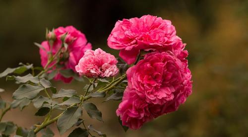 ТОП-10 лучших сортов роз. Описание сортов роз 14