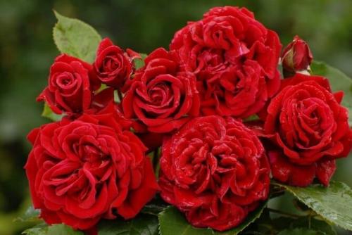 Самые выносливые сорта роз. Какие сорта роз самые неприхотливые и зимостойкие