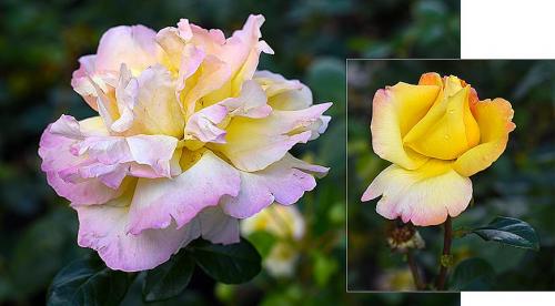 ТОП-10 лучших сортов роз. Описание сортов роз 11