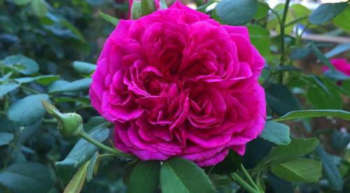 ТОП-10 лучших сортов роз. Описание сортов роз 15