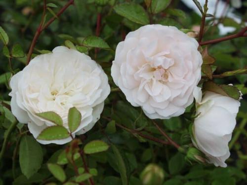 Самые выносливые сорта роз. Какие сорта роз самые неприхотливые и зимостойкие