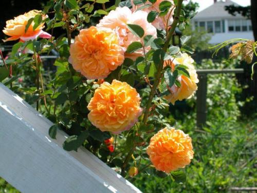 Самые выносливые сорта роз. Какие сорта роз самые неприхотливые и зимостойкие