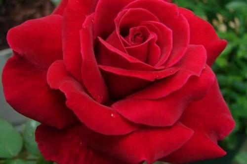 Сорта красных роз. Десять самых популярных сортов красной розы