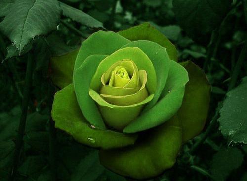 Сорта роз необычной окраски. Необычные цвета