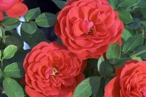 Сорта красных роз. Десять самых популярных сортов красной розы