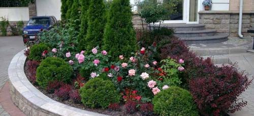 Удачные сочетания роз. Избегайте соперничества