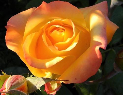 Розы виды и названия. Розы (39 фото): Сорта роз с фото и названиями сорта