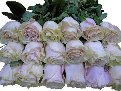 Как отличить мондиальную розу от других видов