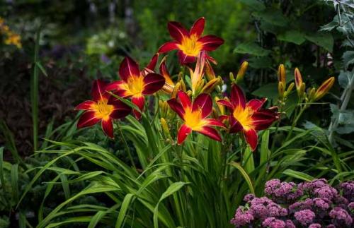 Лилейники посадка и уход. Как размножить лилейник?