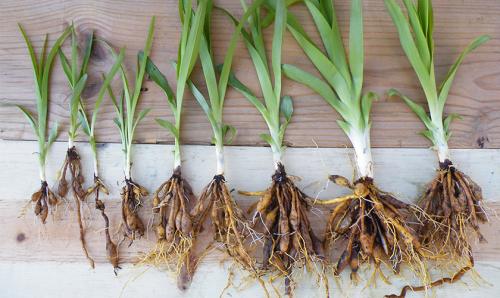 Выращивание лилейника в открытом грунте. Посадка 07