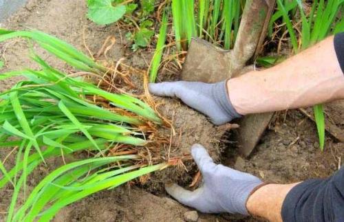Лилейники посадка и уход. Как размножить лилейник?