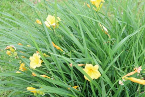 Как размножить лилейник. Как можно размножать лилейники — 5 результативных способов