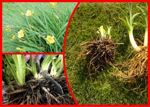 Как размножить лилейник. Как можно размножать лилейники — 5 результативных способов