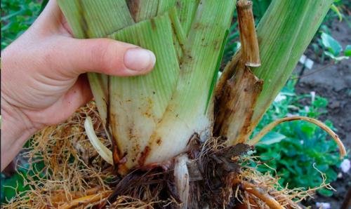 Выращивание лилейника в открытом грунте. Посадка 09