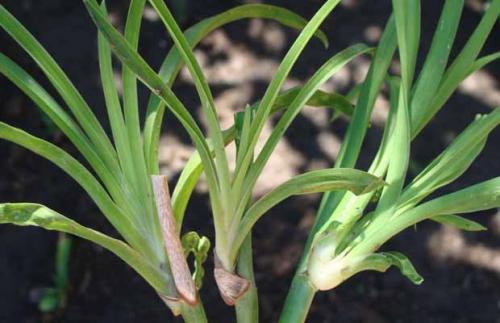 Лилейники посадка и уход. Как размножить лилейник?