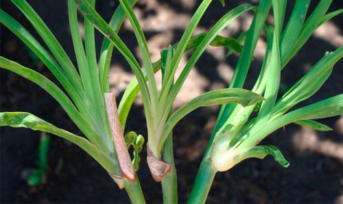 Выращивание лилейника в открытом грунте. Посадка 08