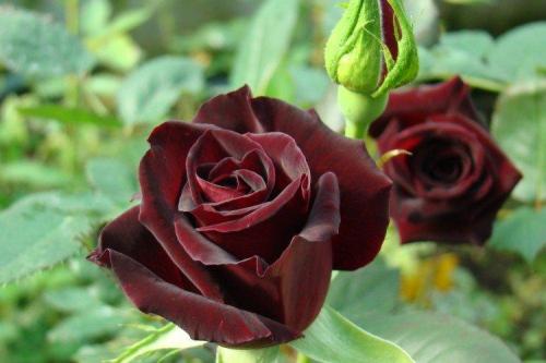 Чайно-гибридные розы описание. Чайно-гибридные розы (50 фото): виды, уход и посадка в открытом грунте