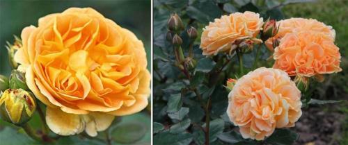 35 сортов чайно-гибридных роз 07