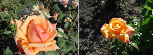 35 сортов чайно-гибридных роз 05