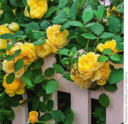 Розы с интенсивным ароматом. Самые ароматные сорта роз