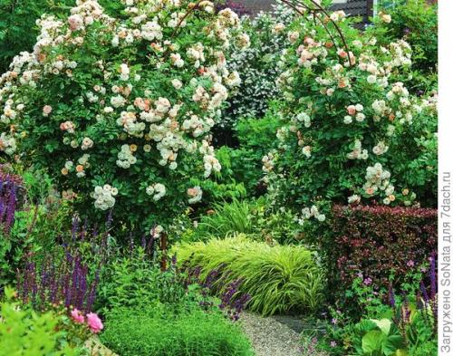 Розы с интенсивным ароматом. Самые ароматные сорта роз