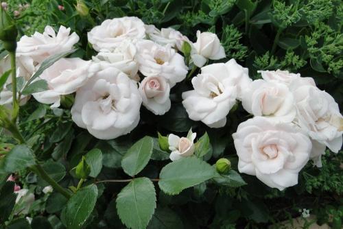 Самые ароматные розы флорибунда. Роза Флорибунда: пышное цветение с весны до заморозков