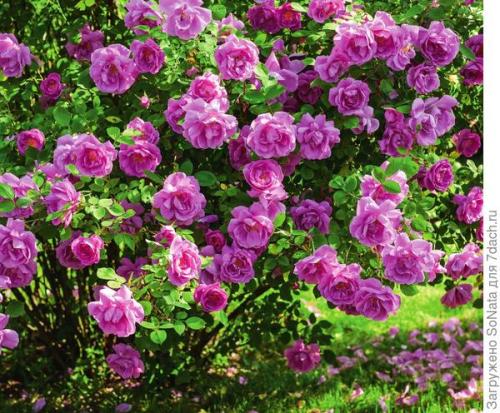 Розы с интенсивным ароматом. Самые ароматные сорта роз