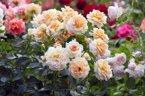 Самые ароматные розы флорибунда. Роза Флорибунда: пышное цветение с весны до заморозков