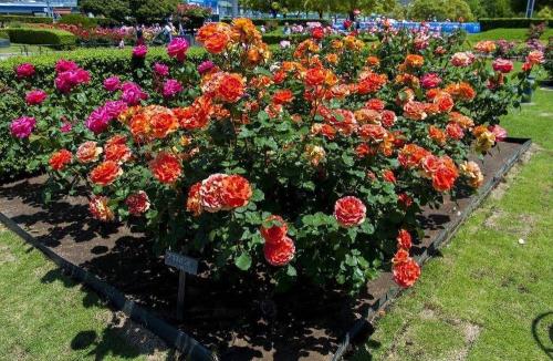 Самые ароматные розы флорибунда. Роза Флорибунда: пышное цветение с весны до заморозков