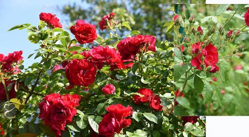 35 сортов чайно-гибридных роз 25