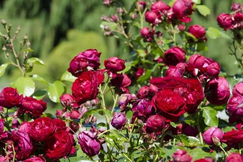 Самые ароматные розы флорибунда. Роза Флорибунда: пышное цветение с весны до заморозков