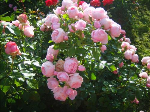 Самые ароматные розы тантау. Лучшие сорта роз Тантау, какими особенностями обладают