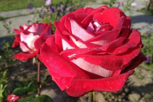 Чайно-гибридные розы описание. Чайно-гибридные розы (50 фото): виды, уход и посадка в открытом грунте