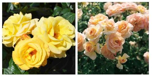 Самые ароматные розы флорибунда. Роза Флорибунда: пышное цветение с весны до заморозков