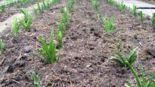 Как правильно готовить лилейник к зиме. Как правильно подготовить лилейники к зиме 03