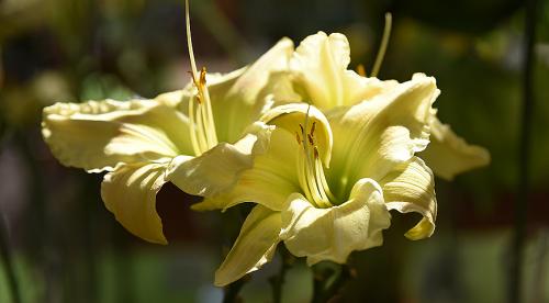 Как правильно готовить лилейник к зиме. Как правильно подготовить лилейники к зиме 14