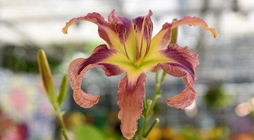 Как правильно готовить лилейник к зиме. Как правильно подготовить лилейники к зиме 11