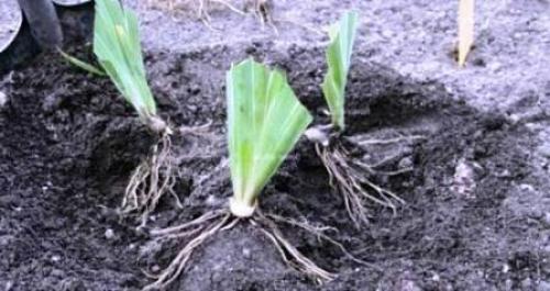 Как правильно готовить лилейник к зиме. Как правильно подготовить лилейники к зиме 04