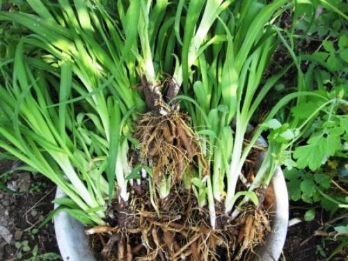 Как правильно готовить лилейник к зиме. Как правильно подготовить лилейники к зиме 02